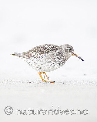 BB 13 0640 / Calidris maritima / Fjæreplytt